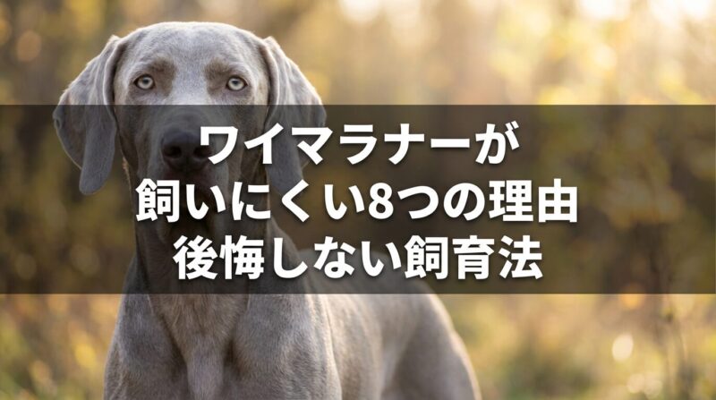 ワイマラナー犬の特徴的なグレーの毛並みと青灰色の瞳を持つ美しい犬の写真。飼育の難しさと対策方法を解説する記事のアイキャッチ画像。