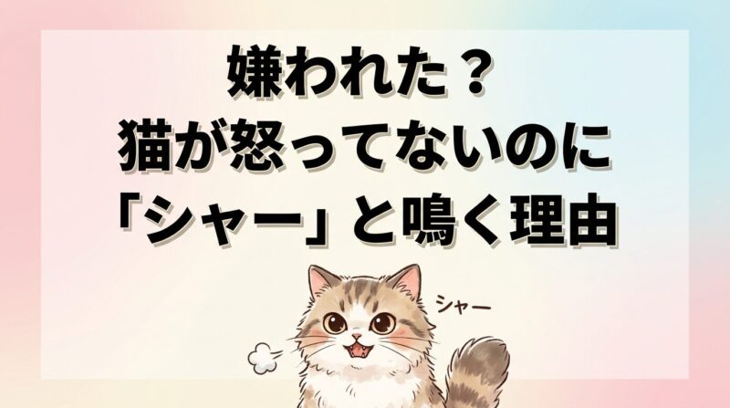 猫が威嚇する様子