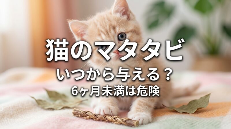 子猫とマタタビのイメージ画像。「猫のマタタビ」「いつから与える？」「6ヶ月未満は危険」のテキスト入り。生後6ヶ月未満の子猫へのマタタビは危険であることを警告し、安全な与え方を解説