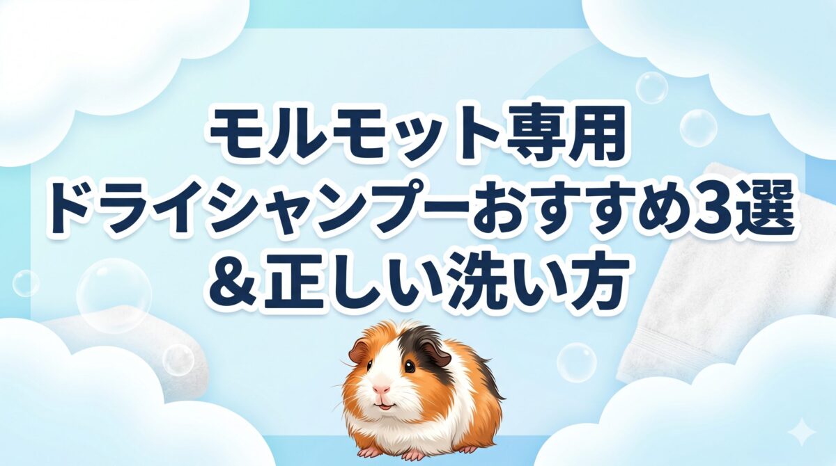 モルモットの負担にならないドライシャンプーおすすめ3選と正しい洗い方